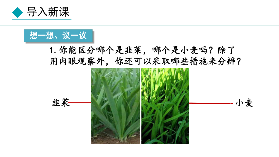 1.1.1观察周边环境中的生物 ppt课件（ppt）-2024新人教版七年级上册《生物》.pptx_第3页