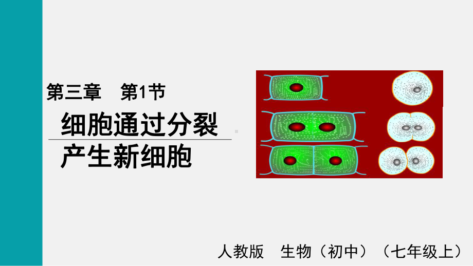 1.3.1细胞通过分裂产生新细胞ppt课件（ppt）-2024新人教版七年级上册《生物》.pptx_第1页