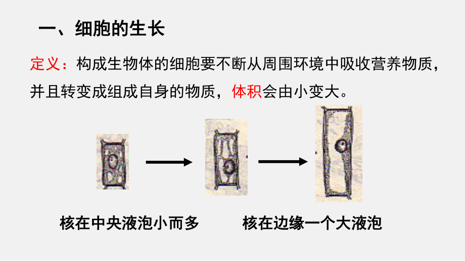 1.3.1细胞通过分裂产生新细胞ppt课件（ppt）-2024新人教版七年级上册《生物》.pptx_第3页