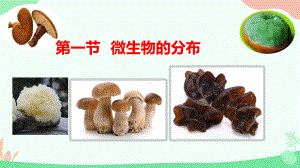 2.3.1微生物的分布ppt课件（ppt）-2024新人教版七年级上册《生物》.pptx