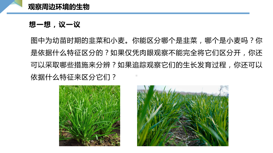 1.1.1观察周边环境中的生物ppt课件（ppt）-2024新人教版七年级上册《生物》.pptx_第2页