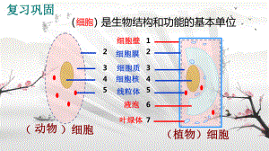 1.2.4细胞的生活ppt课件（ppt）-2024新人教版七年级上册《生物》.pptx