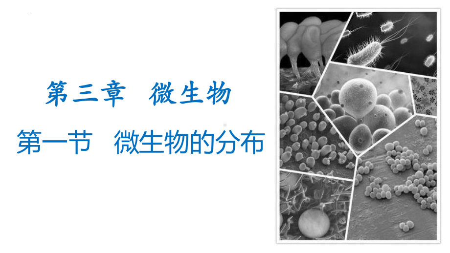 3.1微生物的分布ppt课件（ppt）-2024新人教版七年级上册《生物》.pptx_第1页