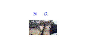 20 狼 课件统编版（2024）语文七年级上册.ppt