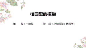 6.校园里的植物 ppt课件-2024新一年级上册科学（教科版）.pptx