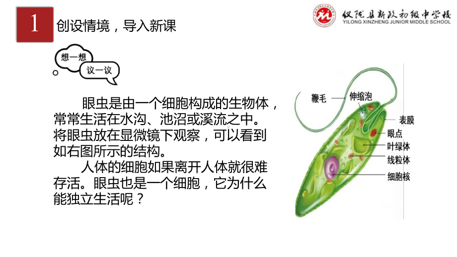 1.3.4单细胞生物课件2024-2025学年人教版生物七年级上册.pptx_第2页