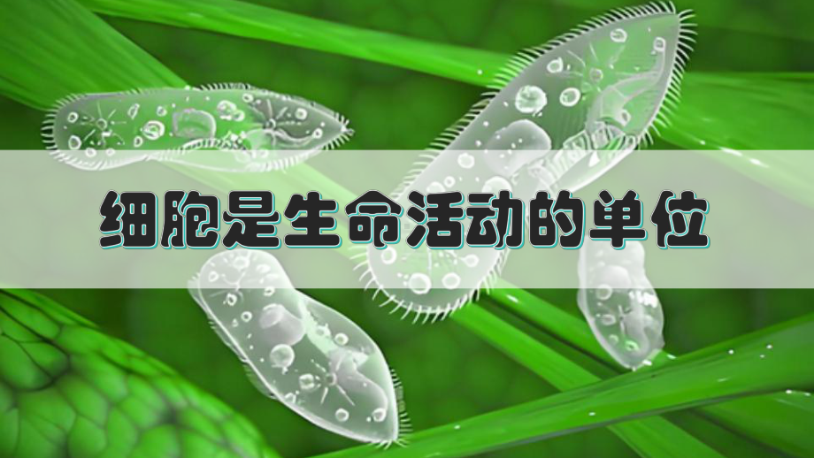 2.2.2 细胞是生命活动的单位ppt课件 -2024新北师大版七年级上册《生物》.pptx_第1页