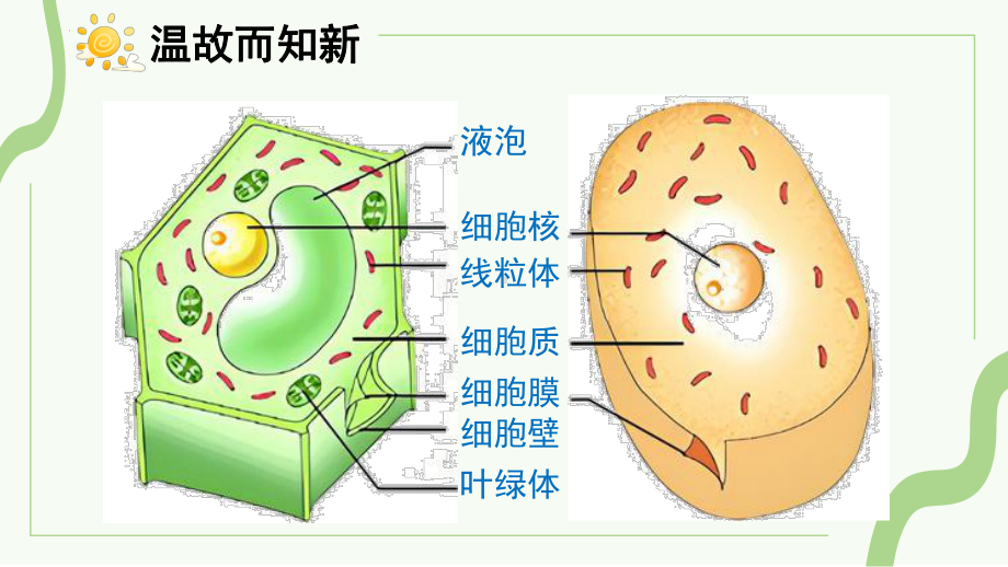 2.2.2 细胞是生命活动的单位ppt课件 -2024新北师大版七年级上册《生物》.pptx_第2页