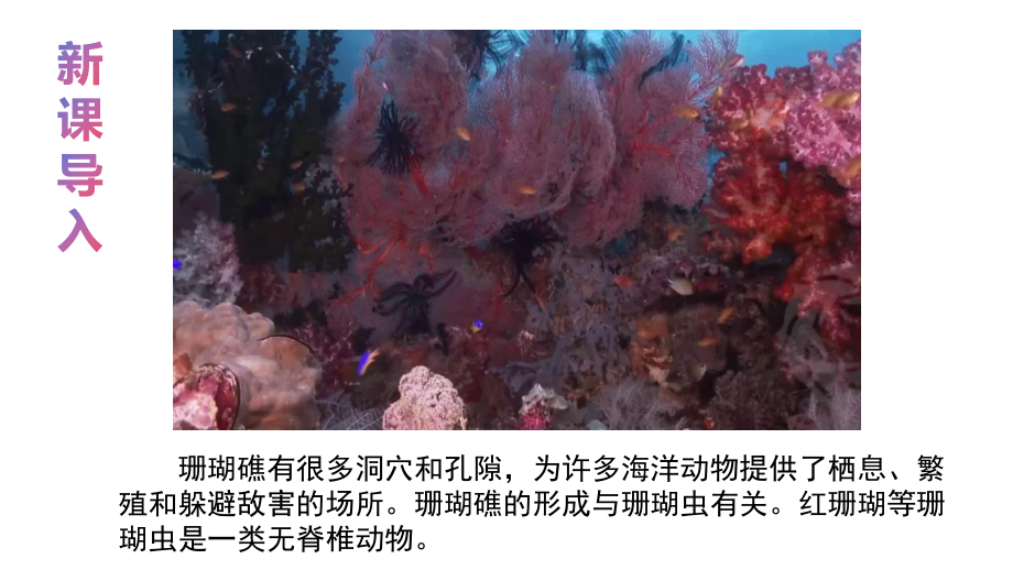 2.4.1无脊椎动物ppt课件-2024新苏教版七年级上册《生物》.pptx_第2页