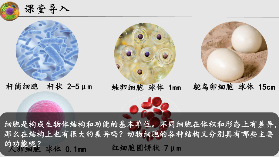 1.1.2动物细胞的结构与功能ppt课件 -2024新苏教版七年级上册《生物》.pptx_第3页