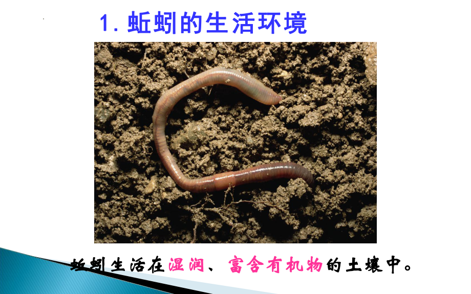 15无脊椎动物 第二课时ppt课件-2024新苏教版七年级上册《生物》.pptx_第3页