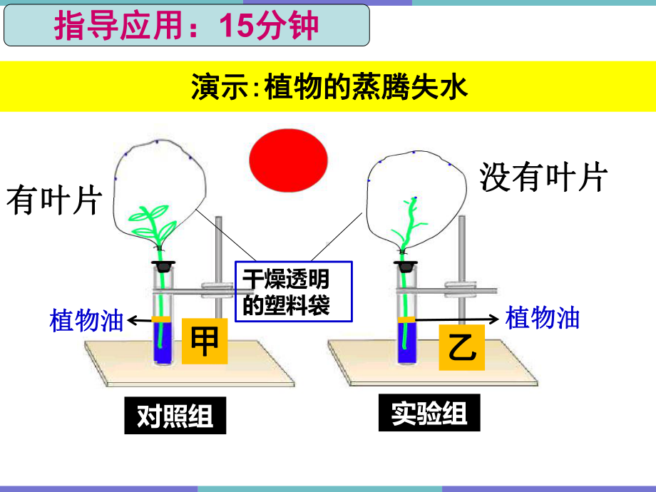 3.4.5 蒸腾作用ppt课件-2024新北师大版七年级上册《生物》.pptx_第3页