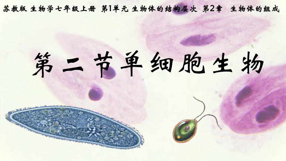 1.2.2单细胞生物ppt课件-2024新苏教版七年级上册《生物》.pptx_第1页