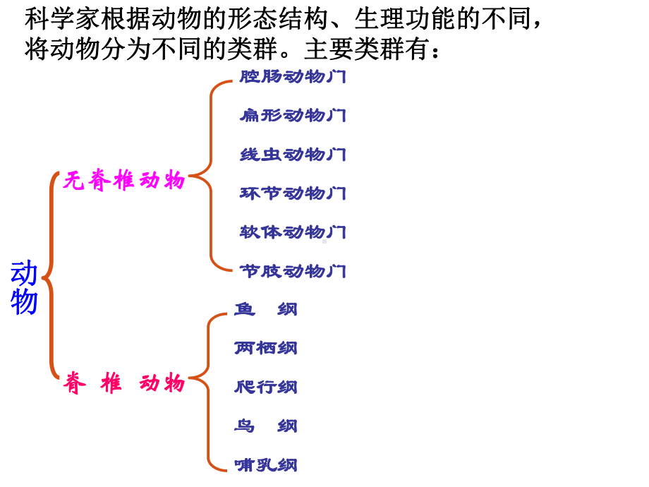 2.4.1无脊椎动物第一课时ppt课件-2024新苏教版七年级上册《生物》.pptx_第2页