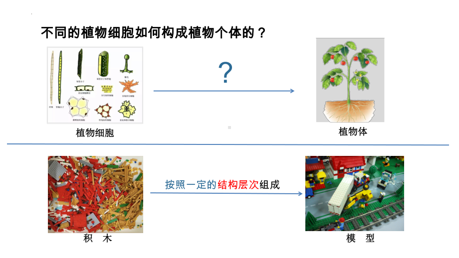 1.2.3多细胞生物ppt课件-2024新苏教版七年级上册《生物》.pptx_第3页