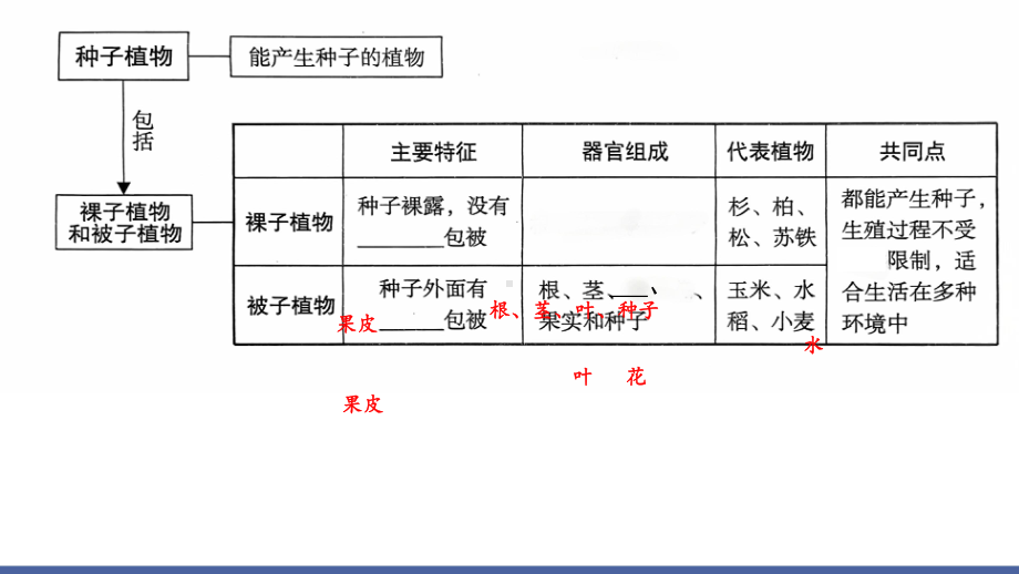 3.2 种子植物 ppt课件-2024新苏教版七年级上册《生物》.pptx_第3页