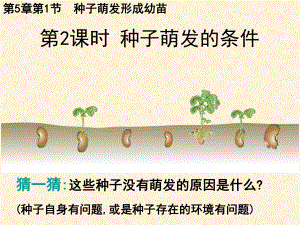 5.1.2种子萌发的条件 ppt课件-2024新北师大版七年级上册《生物》.pptx