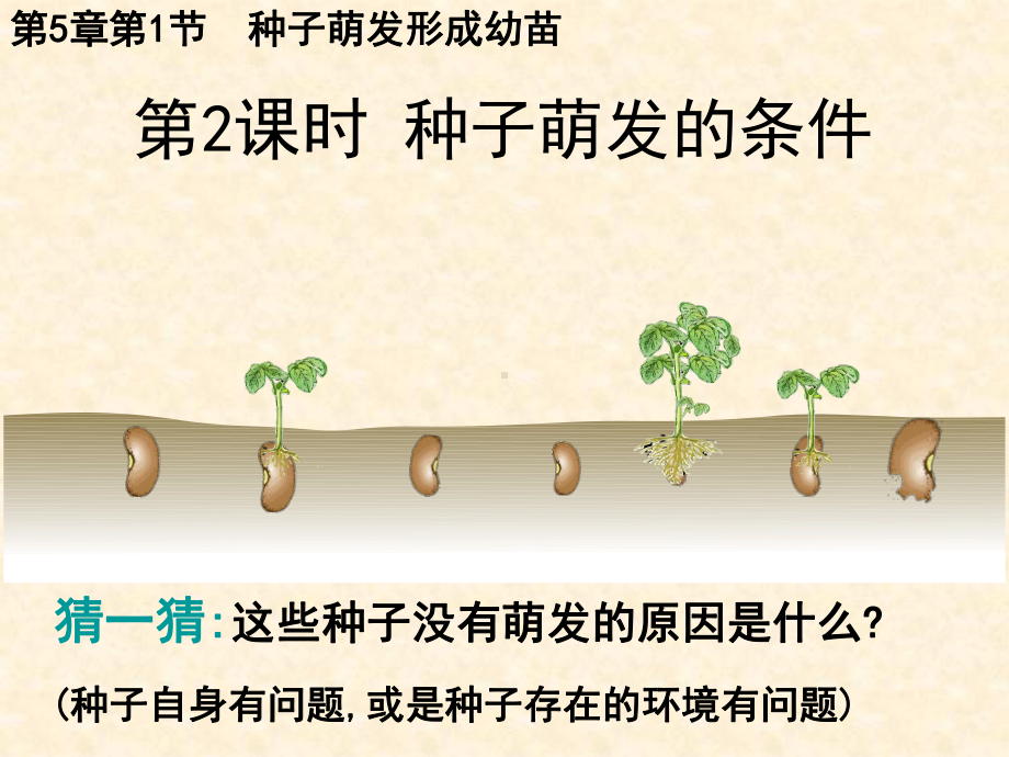 5.1.2种子萌发的条件 ppt课件-2024新北师大版七年级上册《生物》.pptx_第1页