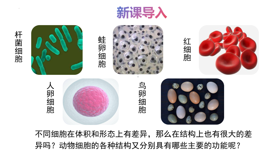 1.1.2动物细胞的结构与功能ppt课件-2024新苏教版七年级上册《生物》.pptx_第3页