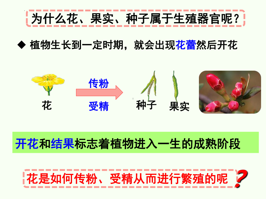 5.3生殖器官的生长 ppt课件-2024新北师大版七年级上册《生物》.pptx_第3页