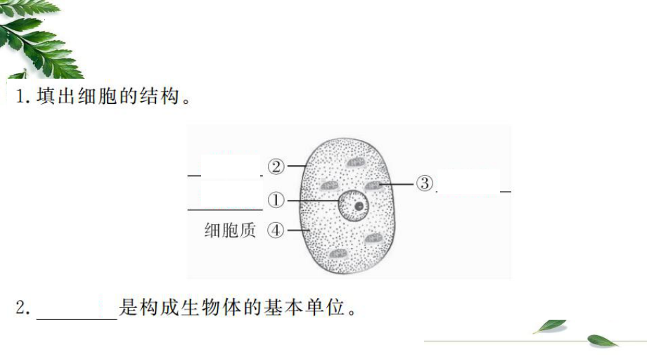 1.3植物细胞的结构与功能ppt课件-2024新苏教版七年级上册《生物》.pptx_第2页