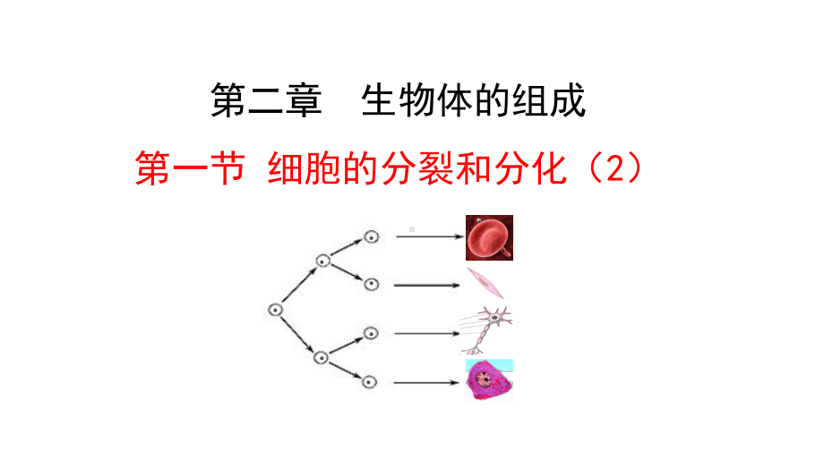 1.2.1细胞的分裂和分化第二课时ppt课件-2024新苏教版七年级上册《生物》.pptx_第1页