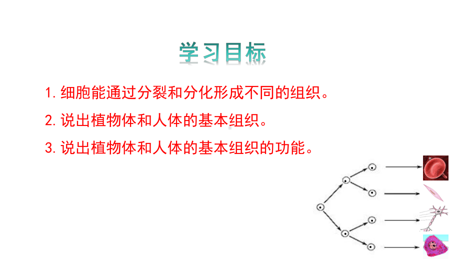 1.2.1细胞的分裂和分化第二课时ppt课件-2024新苏教版七年级上册《生物》.pptx_第3页