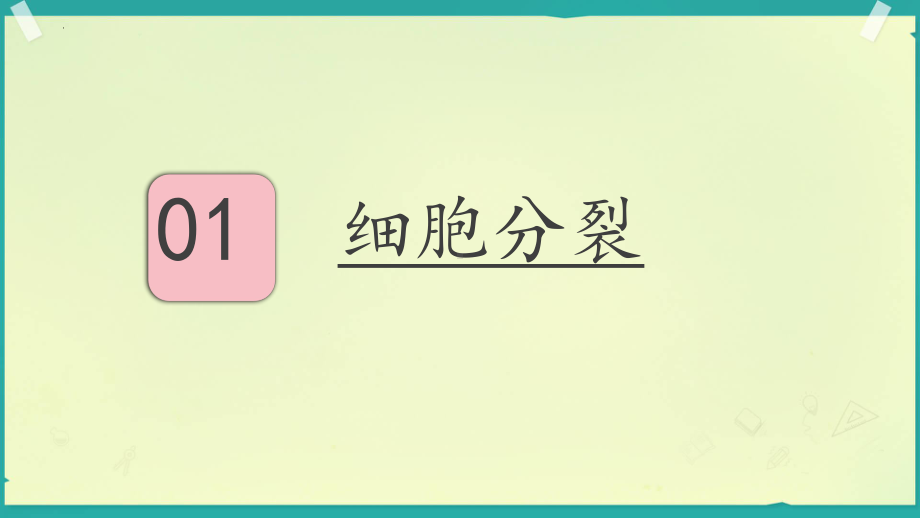 1.2.1 细胞的分裂和分化ppt课件-2024新苏教版七年级上册《生物》.pptx_第3页