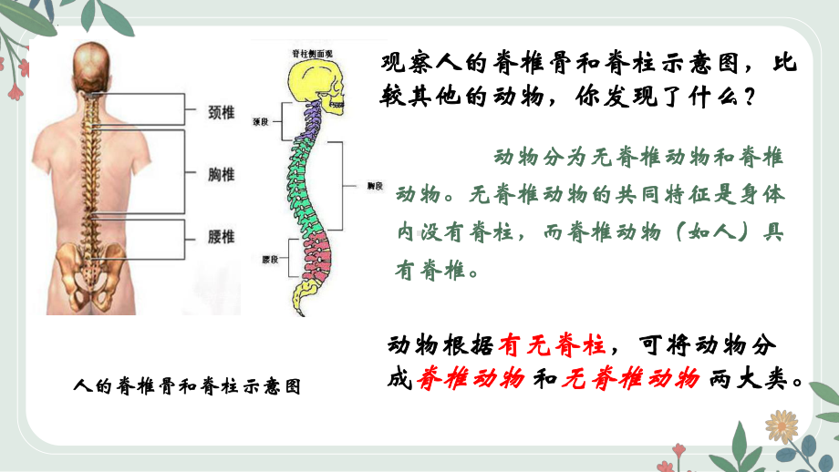 2.4.1 无脊椎动物ppt课件-2024新苏教版七年级上册《生物》.pptx_第2页