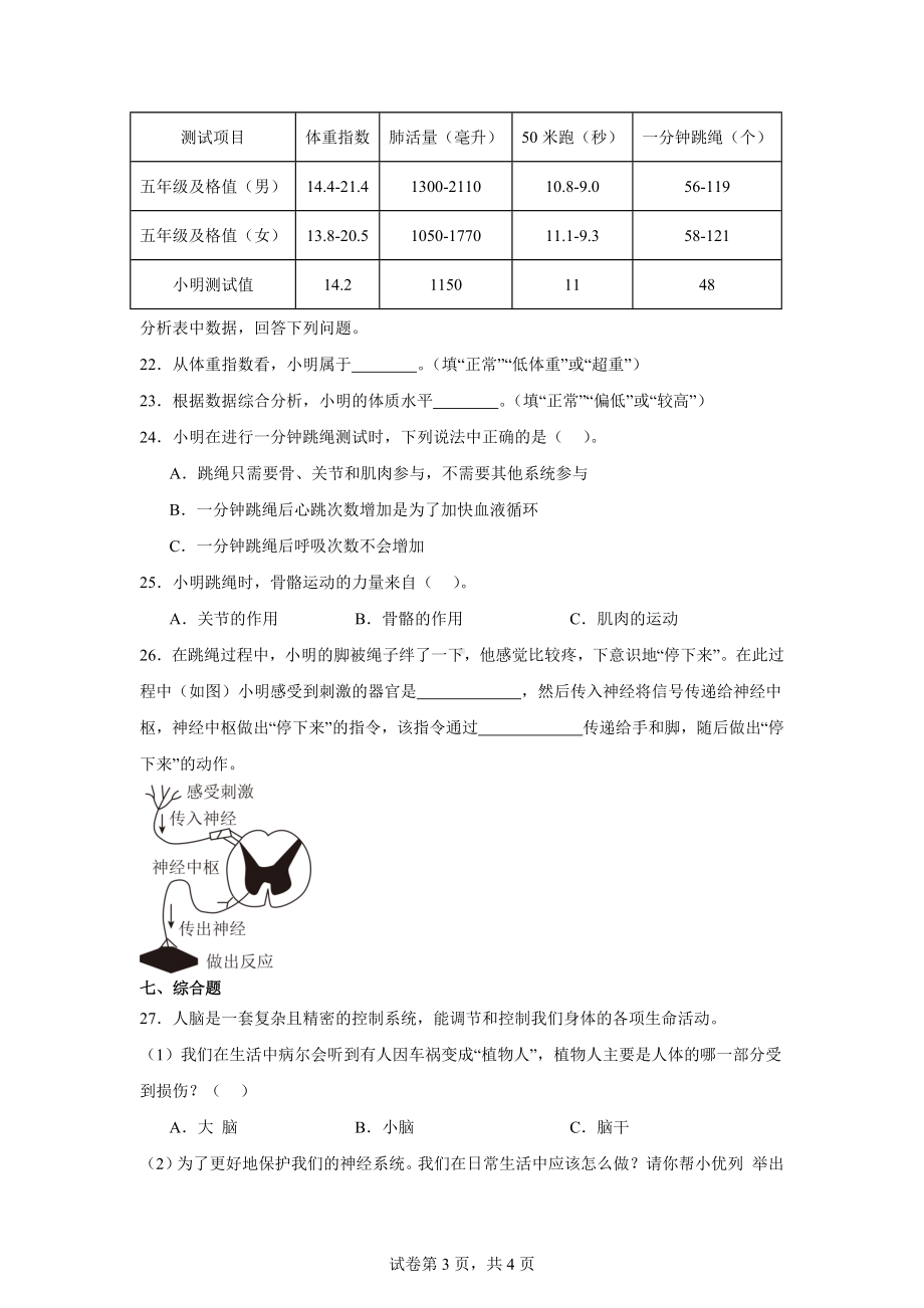 4.5.身体的“联络员”同步练习-2024-2025学年科学五年级上册教科版.docx_第3页