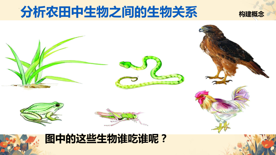 3.2生态系统中不同生物之间的食物关系（第一课时）ppt课件-2024新苏科版七年级上册《生物》.pptx_第3页