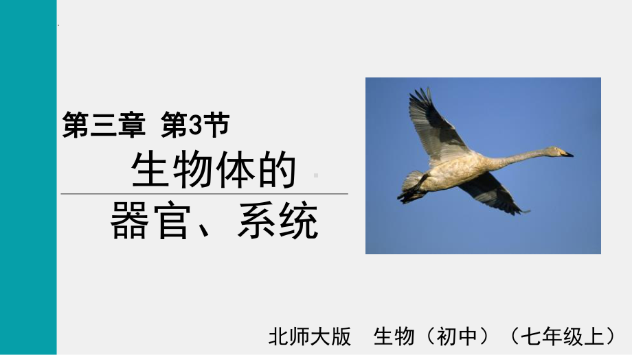 3.3生物体的器官、系统ppt课件-2024新北师大版七年级上册《生物》.pptx_第1页