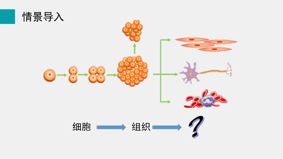 3.3生物体的器官、系统ppt课件-2024新北师大版七年级上册《生物》.pptx_第2页