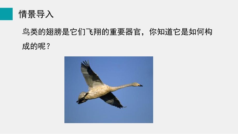 3.3生物体的器官、系统ppt课件-2024新北师大版七年级上册《生物》.pptx_第3页