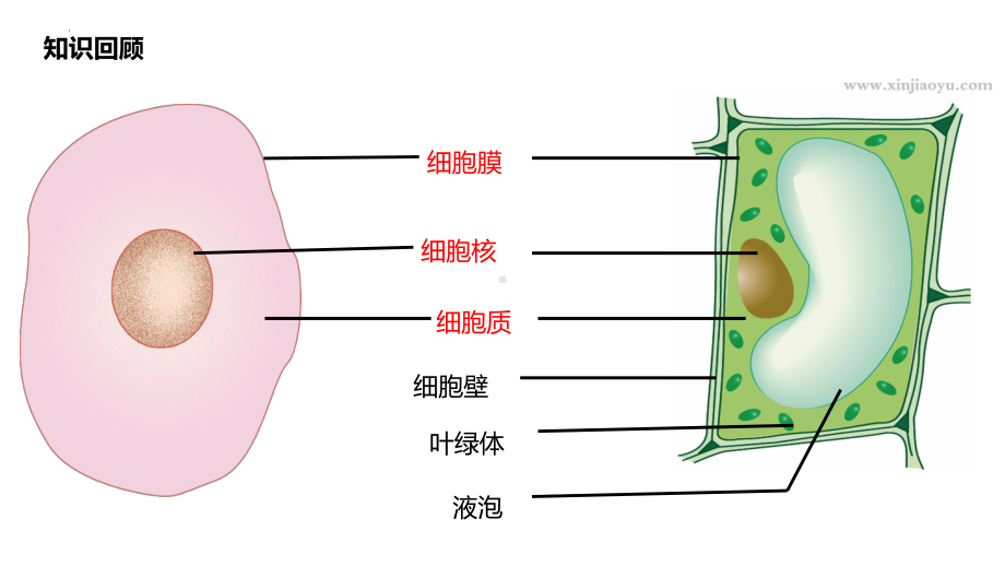 2.2.2细胞是生命活动的单位ppt课件-2024新北师大版七年级上册《生物》.pptx_第1页