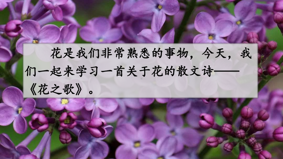 六年级语文上册《花之歌》课件.ppt_第3页