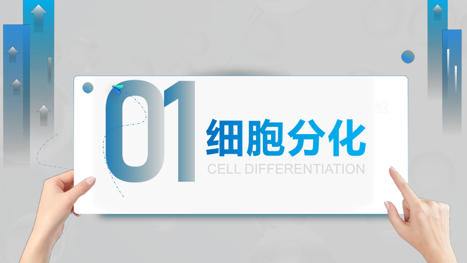 3.2细胞分化形成组织ppt课件-2024新苏科版七年级上册《生物》.pptx_第2页