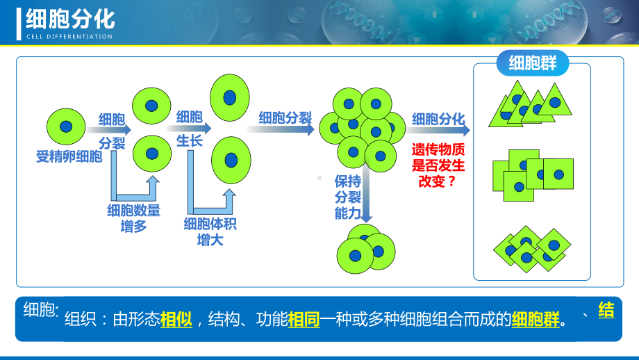 3.2细胞分化形成组织ppt课件-2024新苏科版七年级上册《生物》.pptx_第3页