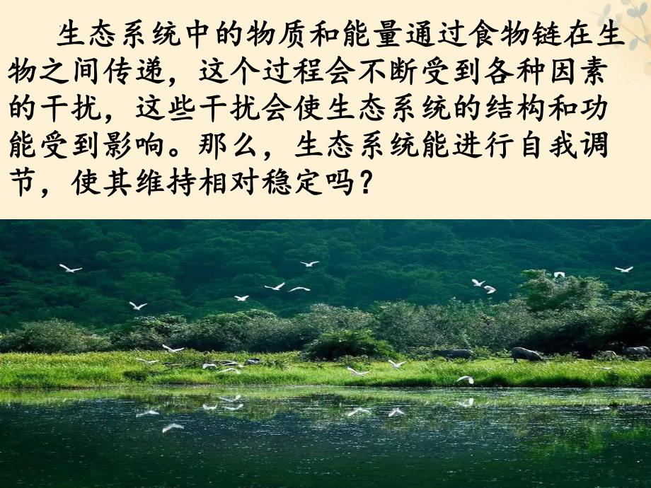 3.3维护生态系统的稳定ppt课件 -2024新苏科版七年级上册《生物》.pptx_第2页