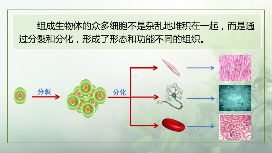 3.5.2多细胞生物的结构层次ppt课件-2024新苏科版七年级上册《生物》.pptx_第3页