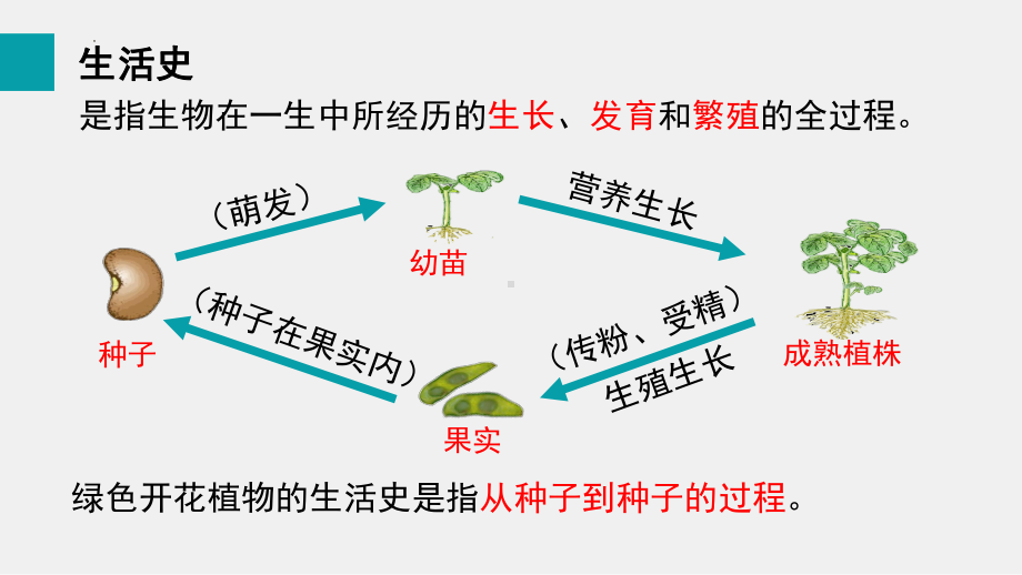 5.1种子萌发形成幼苗ppt课件-2024新北师大版七年级上册《生物》.pptx_第2页