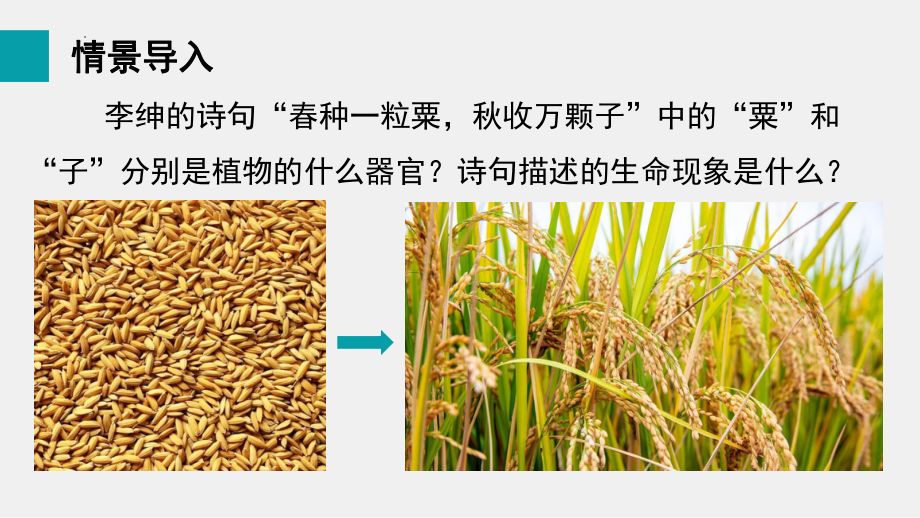 5.1种子萌发形成幼苗ppt课件-2024新北师大版七年级上册《生物》.pptx_第3页