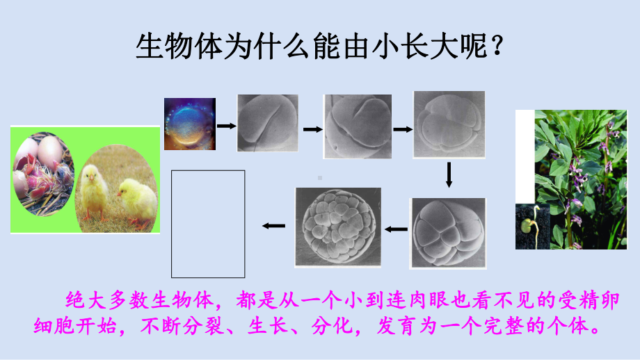 3.5.1细胞的分裂与分化ppt课件-2024新苏科版七年级上册《生物》.pptx_第3页