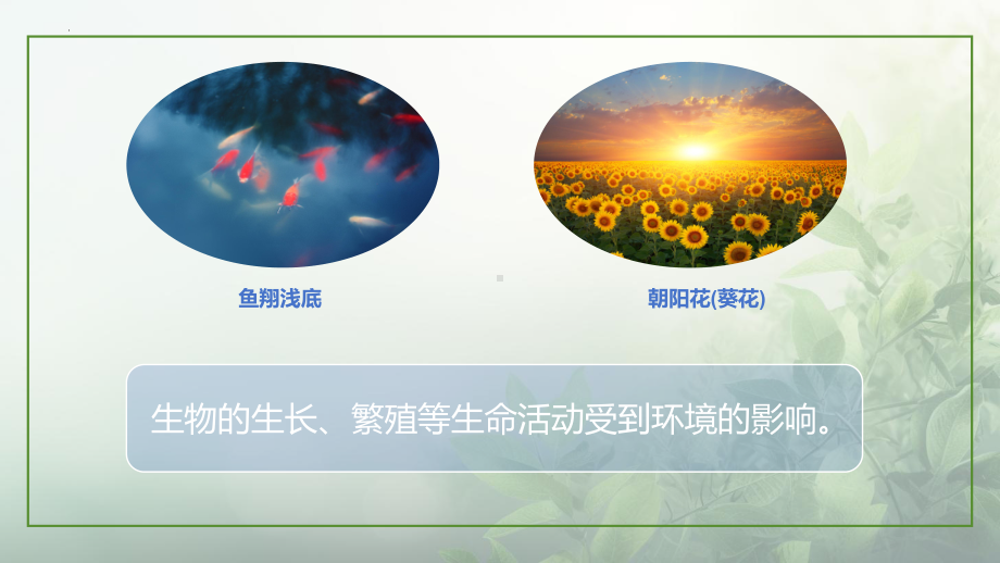 2.2.2生物对环境的适应和影响ppt课件 -2024新苏科版七年级上册《生物》.pptx_第2页