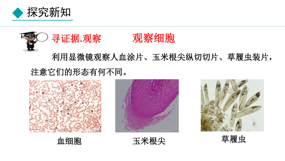 1.1.2细胞的形态（课件）冀教版生物七年级上册.pptx_第3页