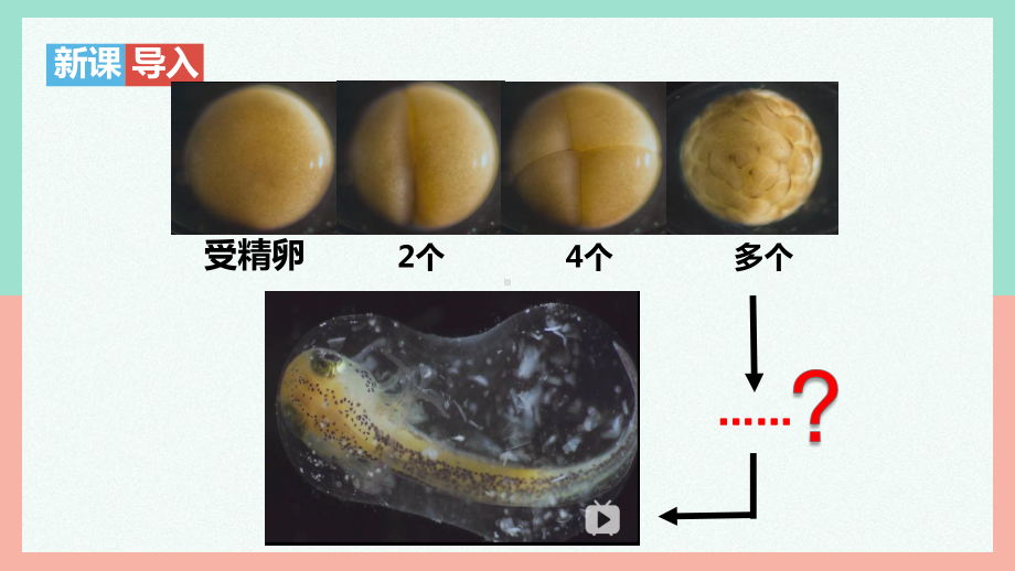 1.3.2动物体的结构层次ppt课件-2024新人教版七年级上册《生物》.pptx_第3页