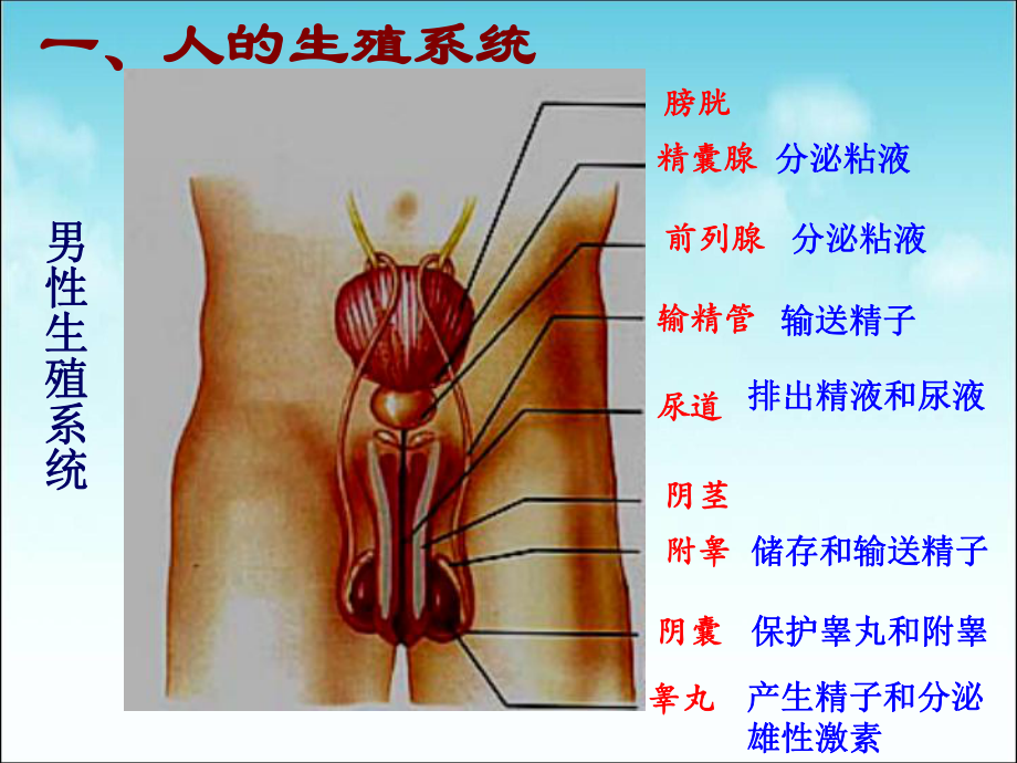 1.2《人的生殖》课件（ （共26张PPT）.ppt_第3页