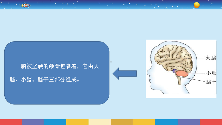 19.我们的大脑 ppt课件-2024新苏教版五年级上册《科学》.pptx_第3页