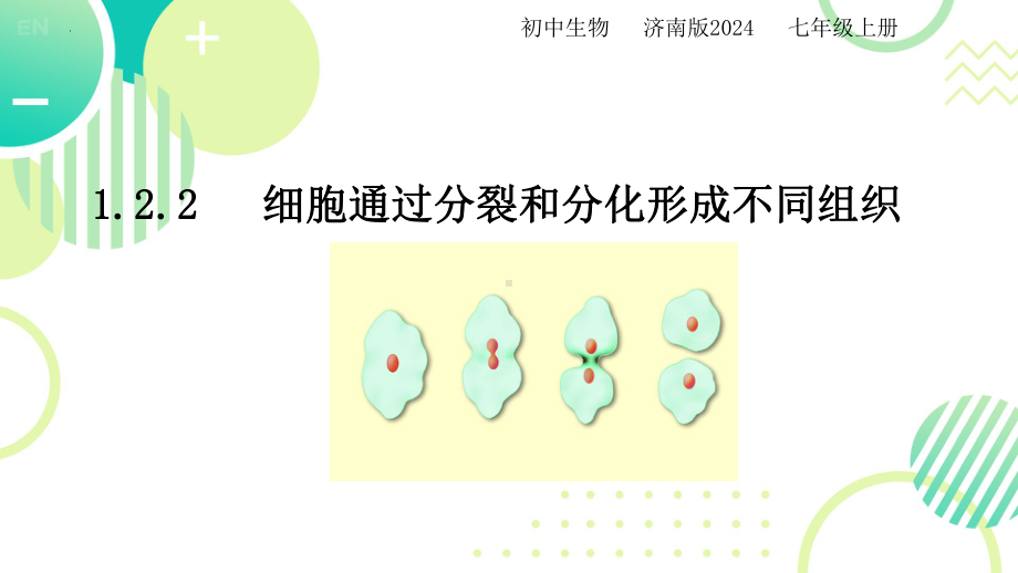 1.2.2细胞通过分裂和分化形成不同组织ppt课件-2024新济南版七年级上册《生物》.pptx_第1页