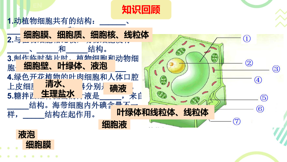 1.2.2细胞通过分裂和分化形成不同组织ppt课件-2024新济南版七年级上册《生物》.pptx_第2页